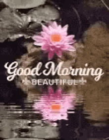 Beautiful Morning Good Morning GIF - Beautiful Morning Good Morning Morning GIFs