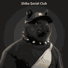 Shiba Social Club GIF - Shiba Social Club GIFs