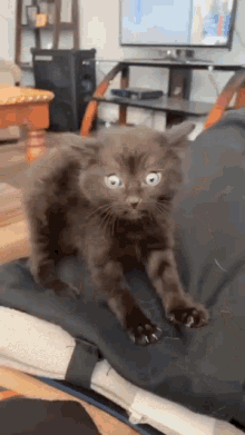 Blacc Cat GIF - Blacc Cat GIFs