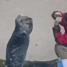 a person in a red jacket is standing next to an otter with a blue sun in the background