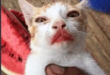 Cat Crazy GIF - Cat Crazy Weird GIFs