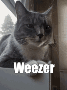 Weezer Chunky Cheese GIF - Weezer Chunky Cheese Cat GIFs