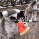 Lemur Animal GIF - Lemur Animal Eating GIFs