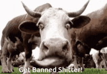 Get Banned Shitter GIF - Get Banned Shitter Get Banned Shitter GIFs