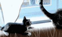 Cat Cute GIF - Cat Cute Tail GIFs
