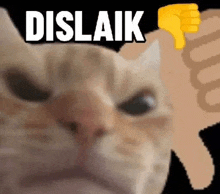 a close up of a cat giving a thumbs down .