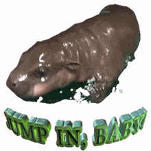 bathing hippopotamus