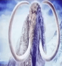 a close up of a mammoth with large tusks in the snow