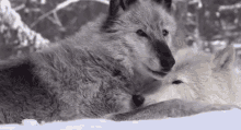 Wolf Kiss Wolf GIF - Wolf Kiss Wolf Wolves GIFs
