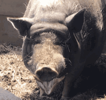 Pig Funny GIF