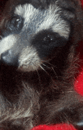 Racoon Scared GIF - Racoon Scared GIFs
