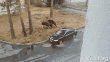 Viralhog Fighting GIF - Viralhog Fighting Street Fight GIFs