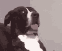 What Dog GIF - What Dog Excuse Me GIFs