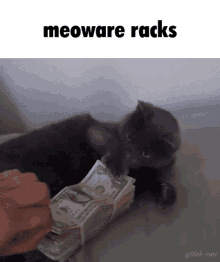 Meoware Racks GIF - Meoware Racks GIFs
