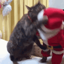 Tired Of You Cat Fight GIF - Tired Of You Cat Fight Funny GIFs