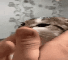 a cat is being held in a person 's hands and looking at the camera .