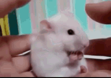 Surprised GIF - Mouse Surprise Shocked GIFs