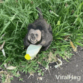Possessive Monkey Viralhog GIF - Possessive Monkey Viralhog Back Off GIFs