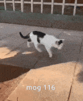 Mog 116 GIF - Mog 116 Mog 116 GIFs