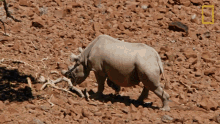 Go In The Shade Protecting The Black Rhinos GIF - Go In The Shade Protecting The Black Rhinos Mission Critical GIFs