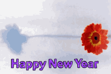 Happy New Year Rayya GIF - Happy New Year Rayya GIFs