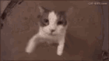 Cats Kiss GIF - Cats Kiss Come Here GIFs