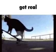 Get Real Cat GIF - Get Real Cat Cat On Skateboard GIFs