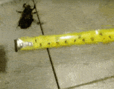 Beetle Tape Measure GIF - Beetle Tape Measure GIFs