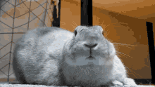 Dont Care Rabbit Republic GIF - Dont Care Rabbit Republic GIFs