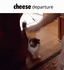 Cheese Cat GIF - Cheese Cat Cheese Cat GIFs