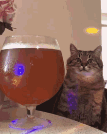 Cat Sitting GIF - Cat Sitting Beer GIFs
