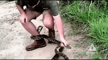 snake attack wrap around leg animal attack snake dangertv