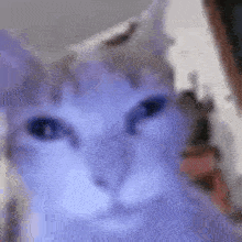 a close up of a cat 's face with a blurry background