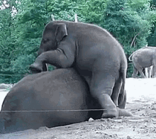Playing Elephant GIF
