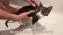 Cat Bath GIF - Cat Bath Not Going To Post This Online GIFs