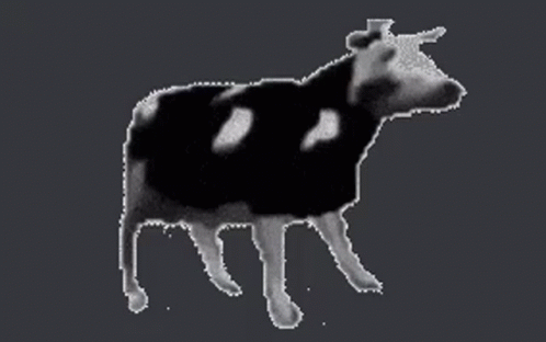 Polish Cow Gif - IceGif