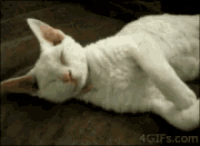 Cuddly Cat GIF