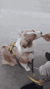 a brown and white dog on a leash eating a treat from a person 's hand