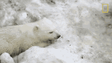 Sleepy United States Of Animals GIF - Sleepy United States Of Animals Polar Bear Cub GIFs