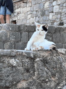 a cat is laying on a stone wall with a person standing behind it