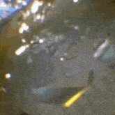 a blurred image of a spider with yellow spots on it