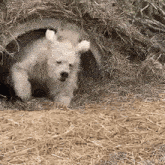 Bear Hibernation GIF - Bear Hibernation Sleepy GIFs