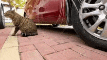 Cat Cats GIF - Cat Cats Fight GIFs