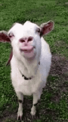 goat licking funny animals