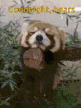 a picture of a red panda with the words " goodnight bears " above it