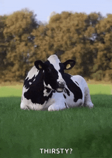 Cowcow Cows GIF - Cowcow Cows Chew GIFs