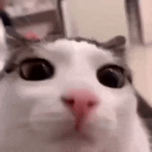 Floreyonce Cat GIF - Floreyonce Cat Blink GIFs