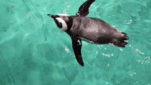 Penguin Aquarium GIF - Penguin Aquarium GIFs
