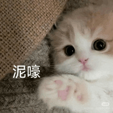 a close up of a cat laying on a blanket with chinese writing on it .