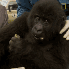Eating Protecting Orphaned Gorillas GIF - Eating Protecting Orphaned Gorillas Mission Critical GIFs